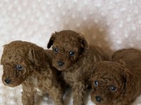Anne altından toy poodle bebeklerimiz