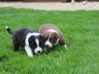 Mükemmel Border Collie Yavrular