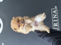 Yavru pomeranian köpeğimiz sağlık ve ırk garantilidir