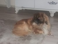 Pekinez köpeğimizi ücretsiz sahiplendirmek istiyoruz