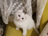 Çok sağlıklı kum ve mama alışkanlığı var scottish