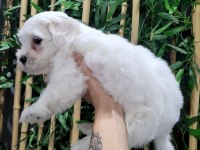 ORJİNAL MALTESE TERRİER BEBEKLER