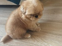 Pekinez köpeği