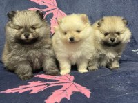 Pomeranian boo