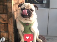 3 yaşında pug