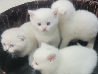 Minik bebek kediler sahiplerini bekler