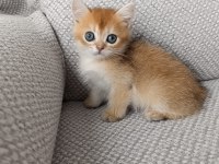 Safkan british golden shorthair yavrular
