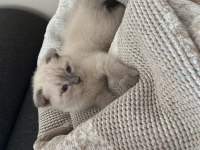 Oyuncu Scottish fold Silver