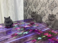 2 Aylık British Shorthair Erkek Dişi Yavrular
