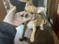 Minyatür pinscher 2 aylık