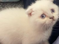 Güzeller güzeli scottish fold yavrularımız