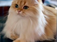 Şecereli British Longhair Golden By11 Yetişkin Erkek