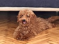 5 aylık olan poodle yavrumuzu sahiplendirmek istiyoruz