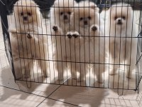 Pomeranian boo köpekler