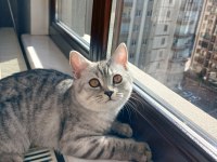 British shorthair silver erkek cins sahiplendirme