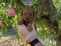 TOY POODLE IRK GARANTİLİ YAVRULARIMIZ