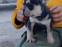 Blue Tan French Bulldog Yavrular