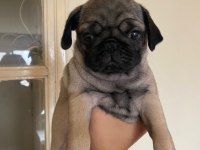 Pug mops yavru