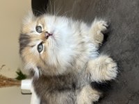 British Longhair Uzun Tüylü Yavrum