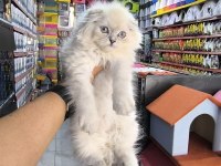 Scottish fold yavrumuz