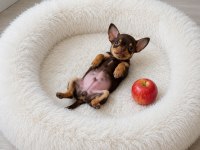 Apple head chıhuahua
