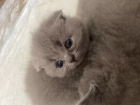 Dişi scottish fold