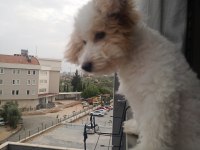 Maltipoo 6 aylık