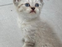 Birbirinden Güzel British Shorthair Bebeklerimiz
