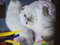 Pofidik 2 aylık dişi ve erkek bebek kediler