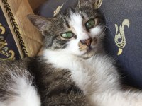 KEDİMİZİ MALZEMELERİ İLE BİRLİKTE SAHİPLENDİRİYORUM