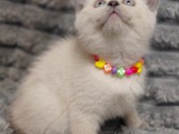 British Shorthair Blue Point Yavru Kedimiz