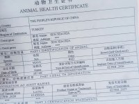 Kore Toy Poodle kg garantili ev üretimi Çorlu