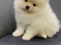 %100 pomeranian boo ırk garantili