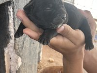 Sahiplendirilmeye hazır CANE CORSO YAVRULAR