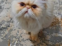 Dişi kedi arıyoruz