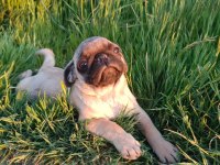 Pug mobs yavrular