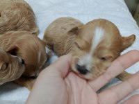 Minyatür maltipoo yavrular