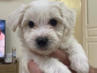 60 günlük maltese terrier ped eğitimleri var