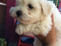 0 numara maltese terrier