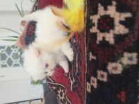 Erkek Golden Point British Longhair
