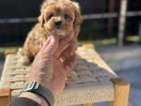 Ankarada yasal çiftlikde ziyarete açık maltipoo