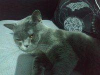 British shorthair 15 aylık ev kedimiz