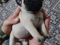 Kendi Evimin Üyesi Pug Üretici Değilim