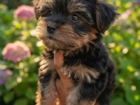 Muhteşem Yorkshire Terrier Yeni Ailesini Arıyor