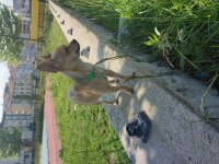 Chihuahua iki kardeş