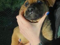 İki aylık bebek köpekler çok sağlıklı ve sevimliler