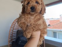 Toy Poodle Yavrularımız