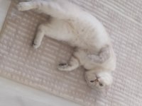 1,5 yaşında british shorthair