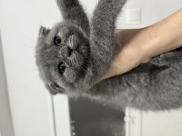 Scottish Fold Yavru Yuva Arıyor