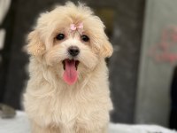 TEA CUP MALTİPOO YAVRULARİ İSTANBUL